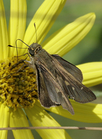 Ocola Skipper